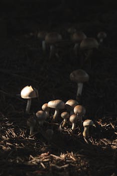 Casino image
