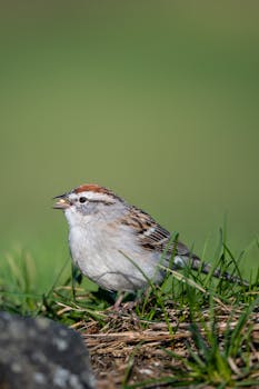Pieni Laina Yritykselle: Rahoitusvaihtoehdot Ja Hakuprosessit