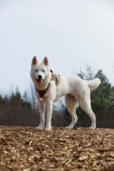 Asp Laina Yhdessä: Ohjeet, Edut Ja Yhteinen Vai Erillinen Vaihtoehto