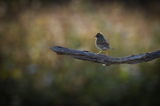 Trustly Pay N Play - Ratkaisu Suomalaisille Nettikasinoille
