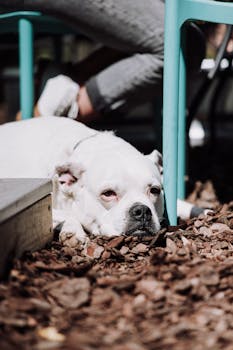 Laina Bondora: Tietoa Ja Toimintaperiaatteita Suomalaisille Sijoittajille